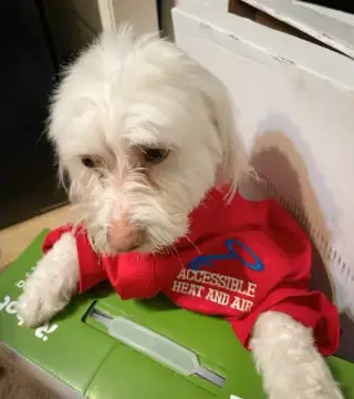 We make sure everyone is comfortable, even little fur babies!